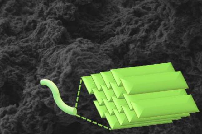 Transient quantum fluctuations tune polymer self-assembly